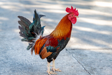 A rooster (also known as a cockerel or cock) Beautiful male Thai native chicken walking on cement...