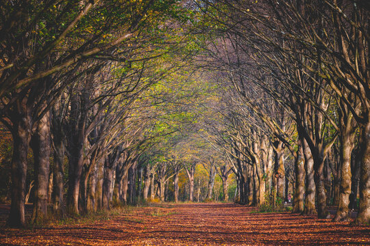 Beautiful autumn background with pathway through the wood, Yellow orange leaves fall on the ground floor with the rows of big trees along the walkways, Amsterdamse Bos (Forest) Amsterdam, Netherlands.