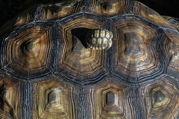 Spurred turtle outdoor in summer time