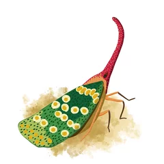 Gordijnen Digital painted canthigaster cicada illustration © Julija