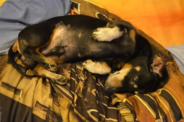 portrait of a dog