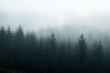 Foggy Forest. Man sieht den Wald vor lauter Nebel kaum noch.