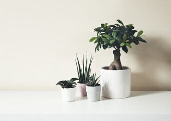 Home plants - sansevieria fernwood, sansevieria francisii, haworthia and ficus ginseng microcarpa in pots on a white background, minimalistic home decor