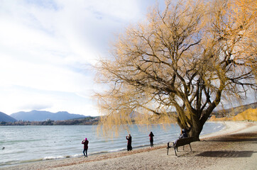 Stunning Autumn tree near the beautiful lake with mountain background in South island, New Zealand.