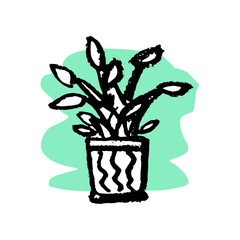 flower in a pot for home. to grow plants. garden