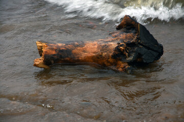 old wood piece in water