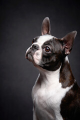 charming portrait of a Boston terrier on a dark background. Pet in the studio