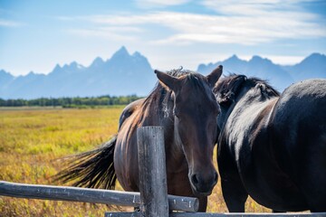 A pack of horses in Grand Teton National Park, Wyoming