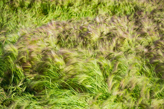 Close-up of colorful  Foxtail Barley (Hordeum jubatum),  bobtail or    squirreltail barley in sunny day. Lawn with fluffy Barley grass in public landscape city park Krasnodar or Galitsky.