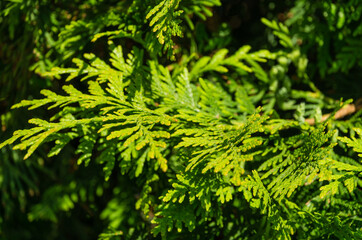 Close-up of green leaves Thuja plicata,  western red cedar (Pacific red cedar, giant arborvitae) in city park Krasnodar.  Perfect lively background for any natural design.