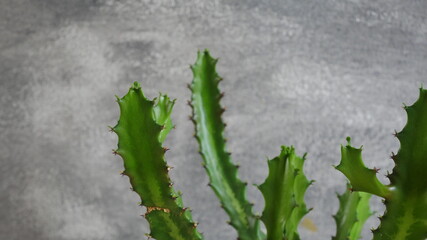 Green cactus on gray background.