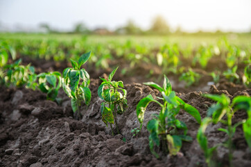 Young freshly planted sweet pepper seedlings in a farm field. Growing vegetables outdoors on open ground. Farming, agriculture landscape. Agroindustry. Plant care and cultivation.