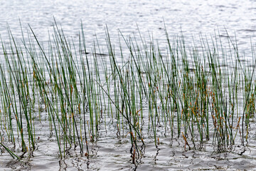 Closeup of dark green grass growing up from a lake. Dark, almost silhouette view. Small waves.