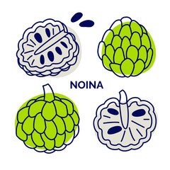 Noina tropical fruit icons collection. Exotic and dessert fruits, sliced and whole. Vector hand drawn illustration for design, menu, baner, logo