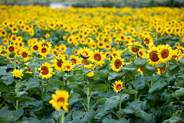 넓은 농장에 만개한 아름다운 해바라기 꽃, 