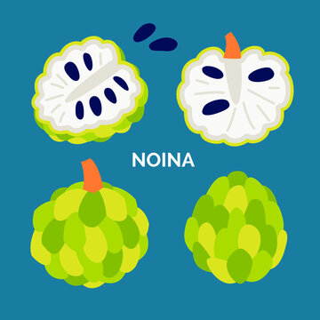 Set of exotic fruit icons. Collection of noina, sugar apple or sweetsop. Organic food concept. Vector doodle illustration with whole and half tropical object.