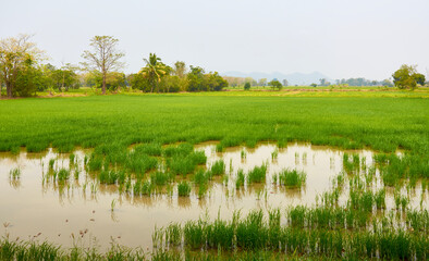Rice fields in the north of Thailand. Rice crops in water. Tropical trees in the haze in the background. Sukhothai province. Thailand