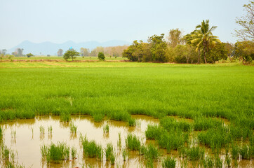 Rice fields in the north of Thailand. Rice crops in water. Tropical trees in the haze in the...