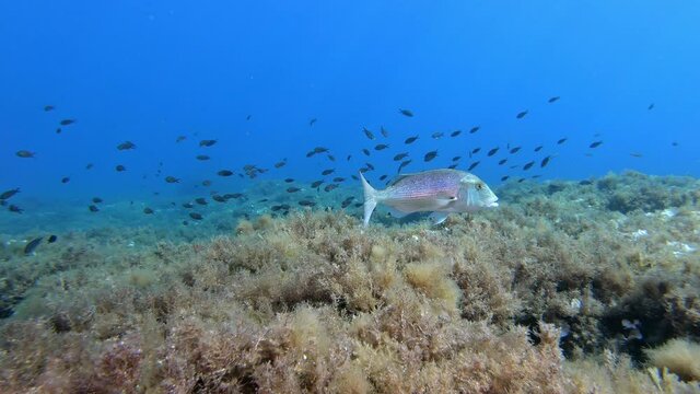 Fish underwater - Dentex dentex swimming in very clean sea water - Scuba diving in Majorca