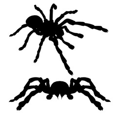 Set with spider silhouettes isolated on white background. Vector illustration