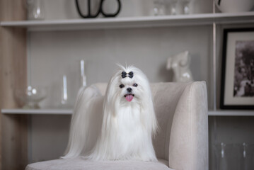 A white Maltese dog in a beautiful interior. Gorgeous grooming.