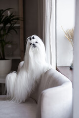 A white Maltese dog in a beautiful interior. Gorgeous grooming.