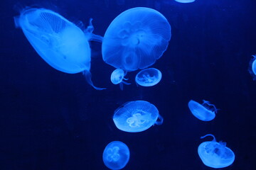 Naklejka na ściany i meble Dancing jellyfish