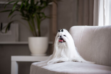 A white Maltese dog in a beautiful interior. Gorgeous grooming.