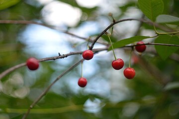 Wild red cherry, berry picking in the forest.