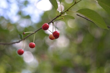 Wild red cherry, berry picking in the forest.