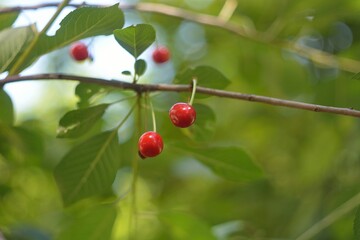 Wild red cherry, berry picking in the forest.