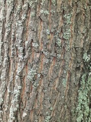 moss, wood, tree bark, texture, tree