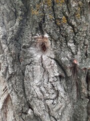 moss, tree bark, wood grain, tree