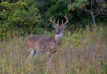 Naklejka na ściany i meble White-tailed deer buck closeup in the early morning light with velvet antlers in summer in Canada