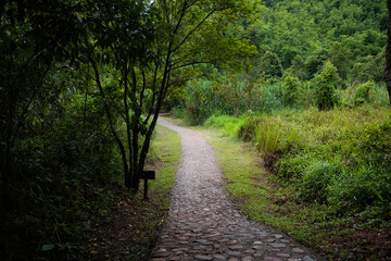 Beautiful nature forest with stone and concrete pathway into the jungle on mountain at Thailand