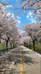 춘천 부귀리의 봄