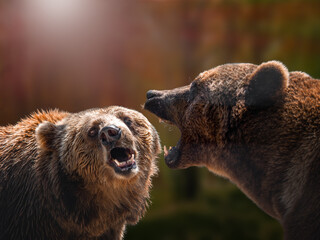 two brown bears Kamchatka Nature Reserve. brown bear.