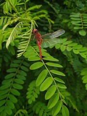 A male blood-red dragonfly sits on a robinia branch