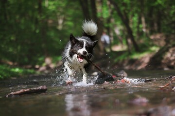 Funny Border Collie Runs in Water with Stick in its Mouth. Crazy Black and White Dog Haves Fun in River.