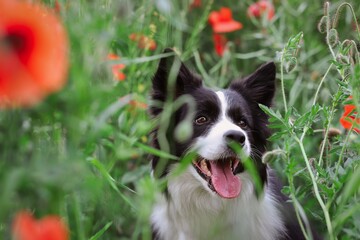 Smiling Border Collie in Poppy Field. Cute Head of Happy Black and White Dog in Papaver Rhoeas.