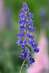 Close-up of Colorful Large-Leaved Lupine in Summer Nature. Lupinus Polyphyllus Blooming on the Meadow.