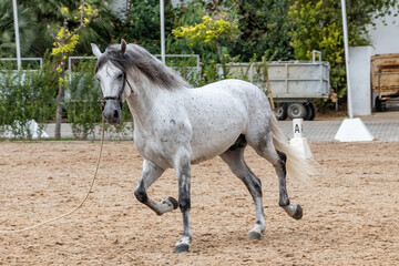 White Andalusian purebred foal performing training exercises