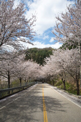 Fototapeta premium 춘천 부귀리의 봄