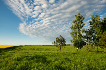 Fototapeta na wymiar Summer landscape. Green meadow, trees, rapeseed field, blue sky, white clouds...