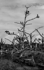 Obraz premium Des jeunes cormorans sur des branches d´arbres morts. Un des cormorans a les ailes ouvertes et se sèche au soleil. Photographie en noir et blanc renforçant l aspect dramatique.