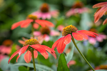 Cone flower, Echinacea Sombrero 'Salsa Red'