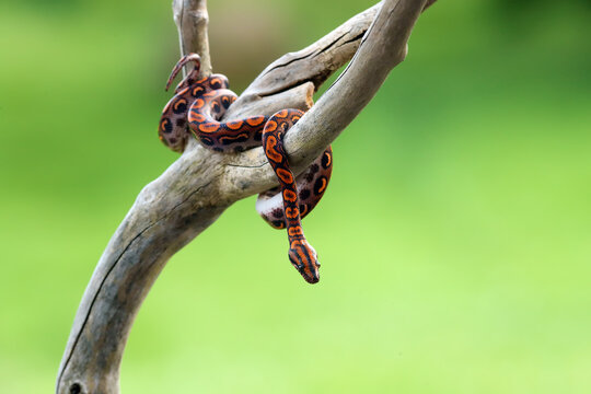 Brazilian rainbow boa (Epicrates cenchria cenchria) or common names include the rainbow or the slender boa. Young snake on a dry branch with a green background.