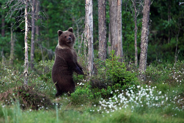 The brown bear (Ursus arctos) female in the forest. A young bear in the finnish taiga.The bear stands in the woods and looks around.