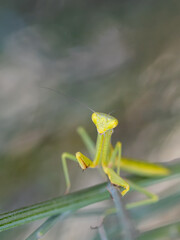 Praying Mantis in their natural environment.