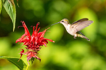 Ruby throated hummingbird flying in garden near red bee balm flower